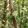 Kurchi Bark