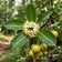 Indian Rose Chestnut