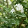 Arabian Jasmine