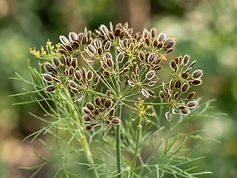 Dill