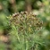 Dill