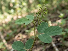 Sal-leaved Desmodium