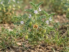 Chickpea