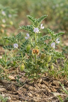 Chickpea