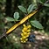 Tree Turmeric