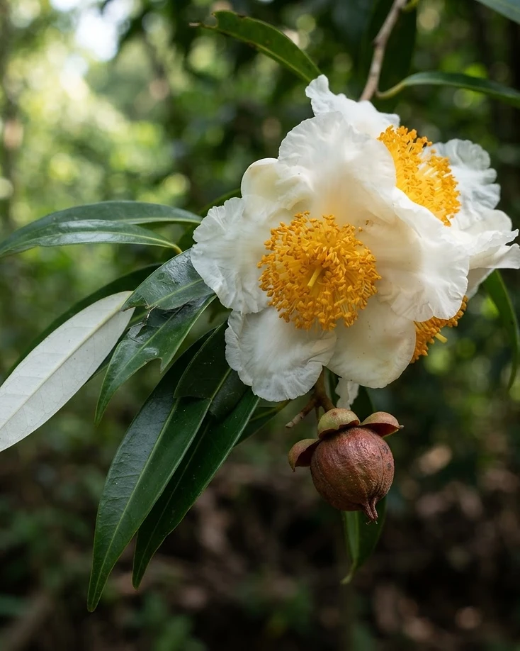 Nagakeshara