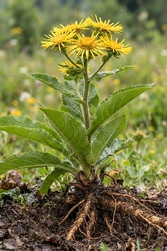 Indian Elecampane