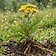 Indian Elecampane