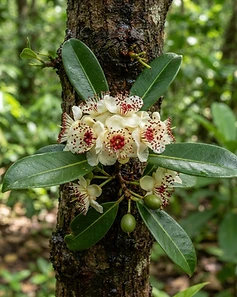 Sweet-Scented Oleander