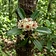 Sweet-Scented Oleander