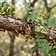 Indian Frankincense