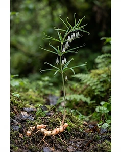 Himalayan Yellow Solomon's Seal