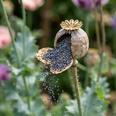 Poppy Seed