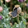 Poppy Seed