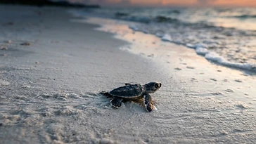 Clearwater Beach Sea Turtles: Nesting Season, Rules & Where to See Them (2026)