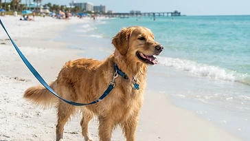 Is Clearwater Beach Dog Friendly? (2026 Rules and Spots)