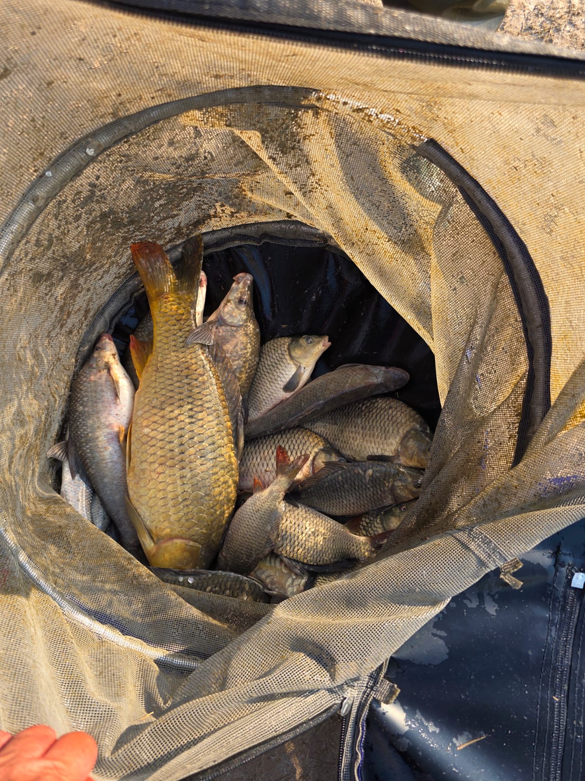 Benoni Angling Club scene