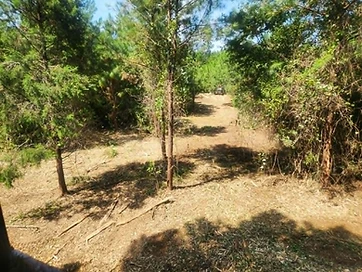 Freshly mulched right-of-way corridor through pine woods