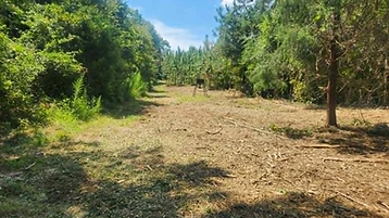 Land Clearing