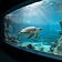 Clearwater Marine Aquarium