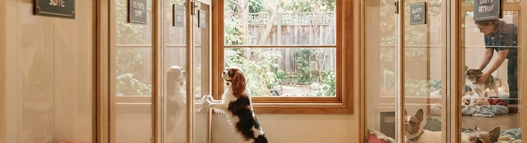 Happy Tails Hotel