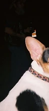 Close-up of a small dog with a cowboy in the background at night at JescoFest 2006