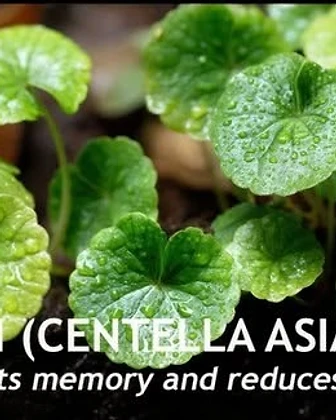 Centella Asiatica — Brahmi