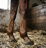 Foto do depois do tratamento: membro do cavalo totalmente recuperado