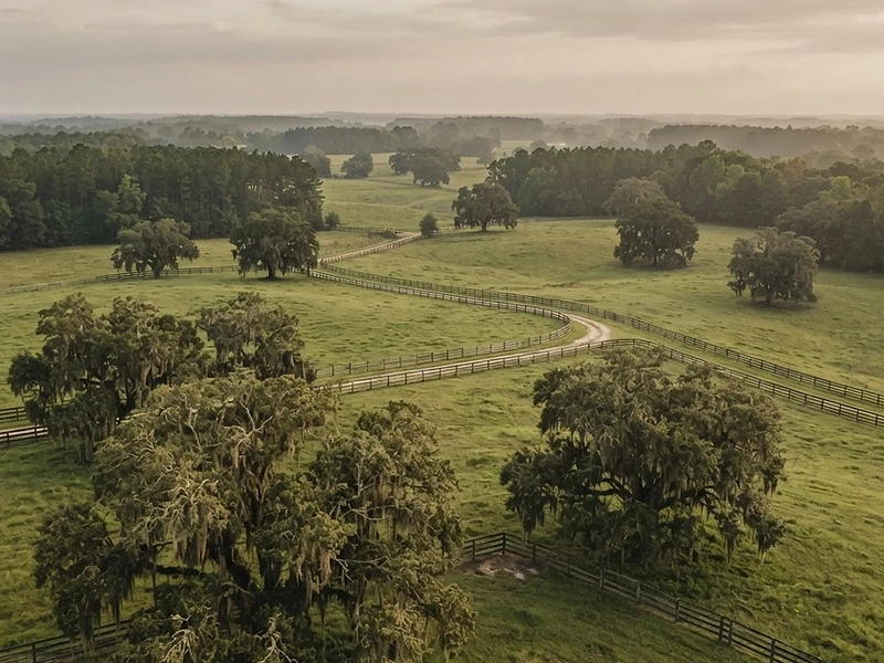 North Central Florida landscape near Gainesville — rolling pastures and live oaks draped in Spanish moss