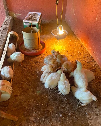 Pintinhos sob a lâmpada de calor