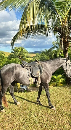 Cavalo selado na encosta do sítio