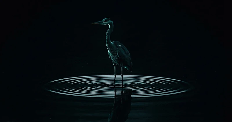 The Heron