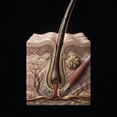 Folículo — Fólículo sano