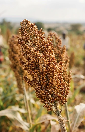 White sorghum grain