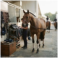 Show barn aisle. Braided, wrapped, and ready.