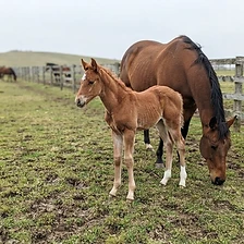 Chestnut foal, first weeks in the field.