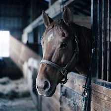 Morning light in the barn. Quiet starts.