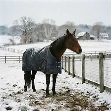 Winter paddock. The quietest season.