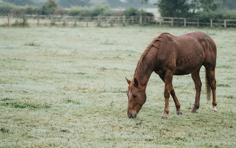 A horse grazing in a golden meadow at sunrise