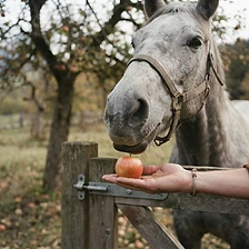 Apple season. Straight from the tree.