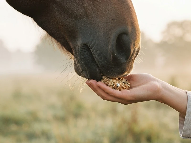 A horse's velvet muzzle nuzzling a hand at golden hour