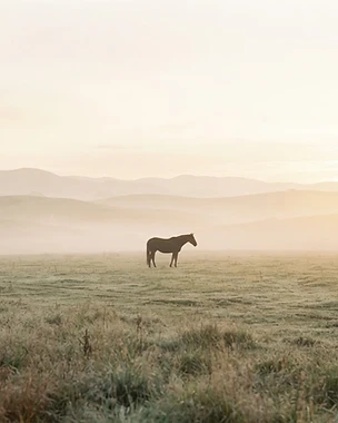 Misty paddock at dawn