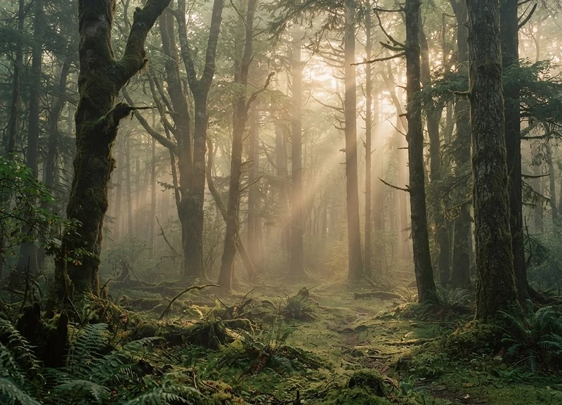 Misty forest at first light