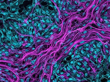 Cellular Imaging