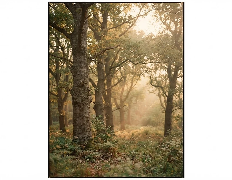 Soft golden light filtering through trees in the West Sussex countryside