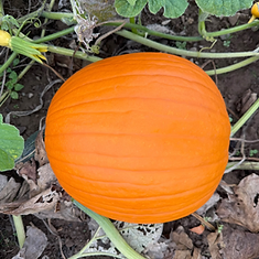 Halloween 15–22 cm
