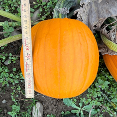 Halloween bis 15 cm