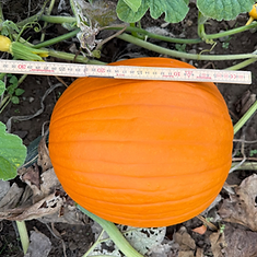 Halloween ab 23 cm