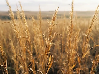 Dried prairie grass in golden morning light
