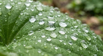 Water droplets sustaining life on a leaf.